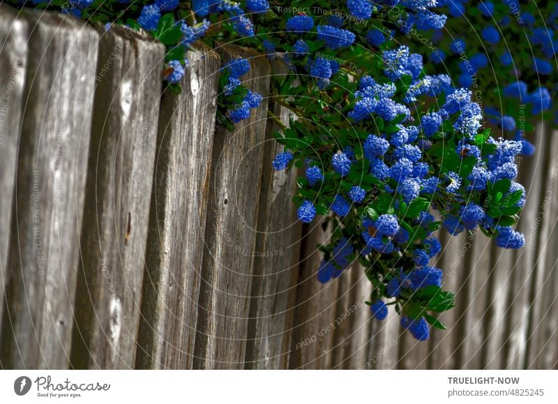 Caneflower Ceanothus thyrsiflorus, American (Californian) lilac from the buckthorn family, very blue-flowered, overgrows an old wooden picket fence without restraint