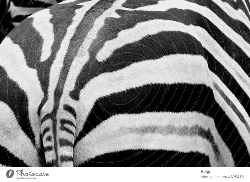 Zebra Crossing | UT Spring Country Air Zebra crossing Animal Detail Pattern structure Black White eyeballed Pelt Tails Zoo Stripe Striped Wild animal