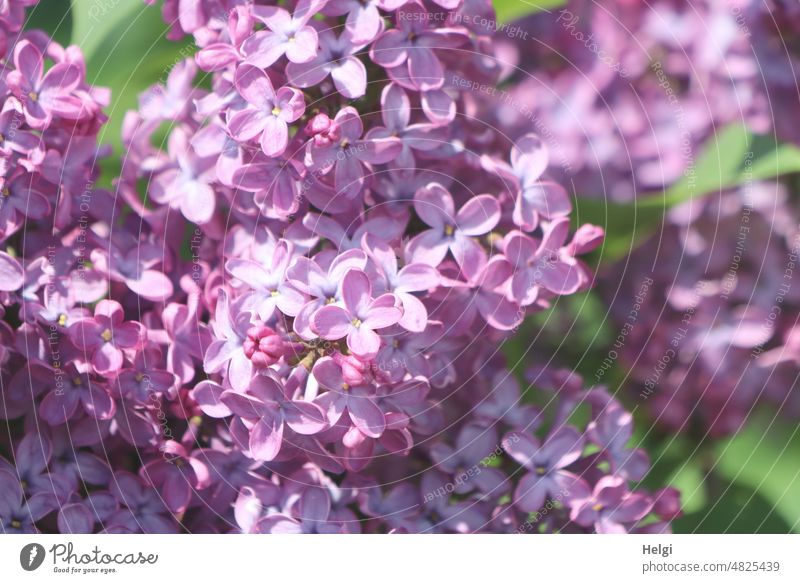 Close up of purple lilac flowers lilac blossoms Violet Spring Nature Blossom Plant Close-up naturally Shallow depth of field May Lilac Detail Green Sunlight