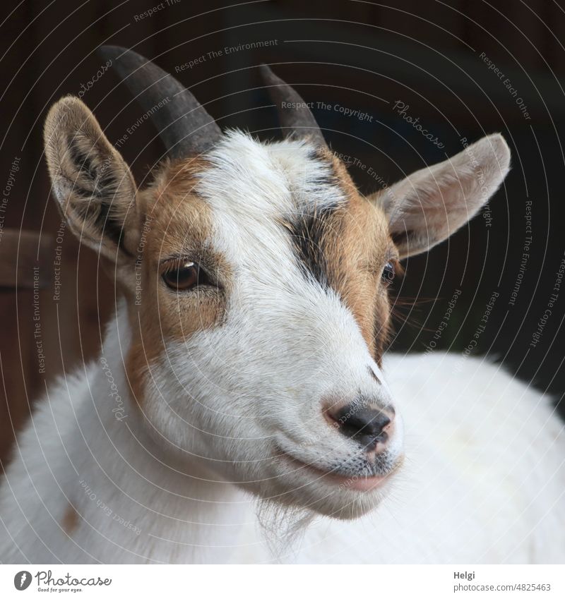 Portrait of a young goat Animal Mammal youthful Animal portrait Farm animal Cute Exterior shot Baby animal Pet Deserted Animal face Curiosity Looking Pelt White