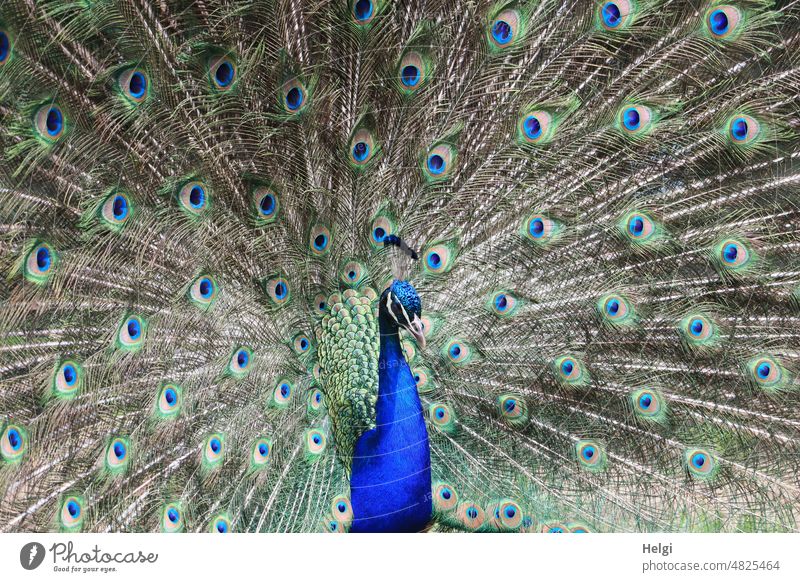 Masterpiece of creation - peacock with spread splendor plumage | filigree Peacock Animal Bird Animal portrait Feather headdress Peacock feather Multicoloured