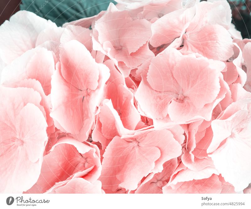 Pink hortensia flowers closeup texture greeting card bouquet bunch pink birthday pastel color wedding mothers day floral nature spring natural decor valentine