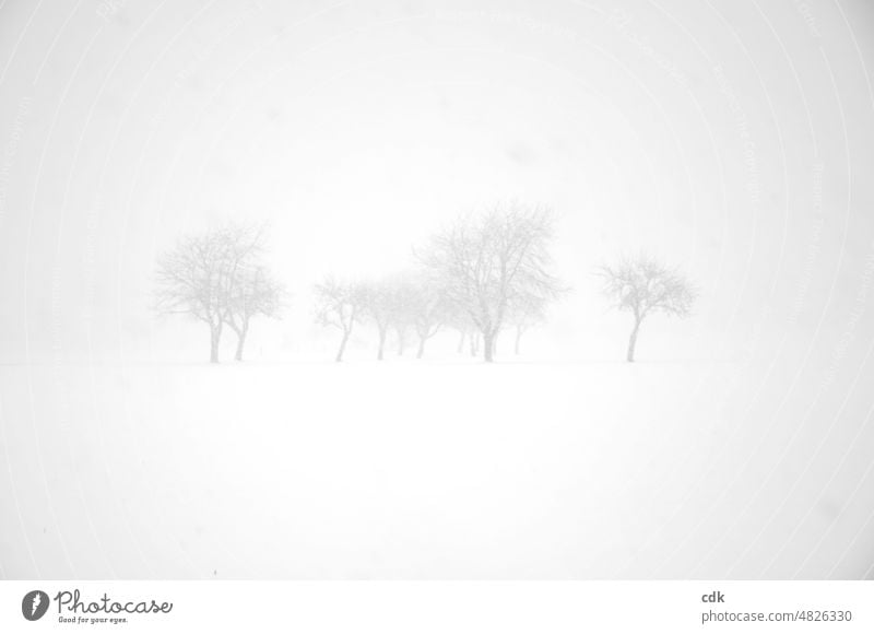 dense snow drift | trees in sight. Winter Snow White Hazy foggy suggested Delicate Bright real chill cold season blow snow thick snowfall snowflakes Climate