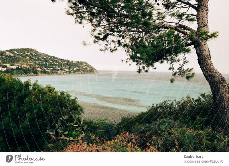 Bay in Sardinia with sailboat, pine tree in foreground, sea Sailboat Jawbone bushes Lake Ocean Mediterranean sea Vacation & Travel coast Water Landscape Summer