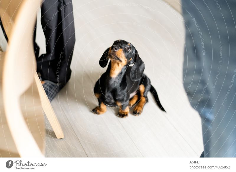 Dachshund puppy dog lunch time dachshund teckel feeding sitting waiting food looking up impatient pet sausage dog home friend owner family black brown playful