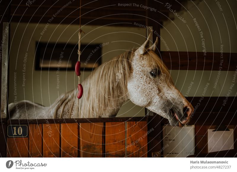White horse in barn close up animal background beautiful beauty black brown club colours door equestrian equine farm farming fast field freedom gallop green