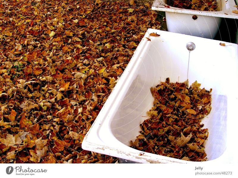 autumn bath Bathtub Leaf Autumn White Brown Floor covering Nature