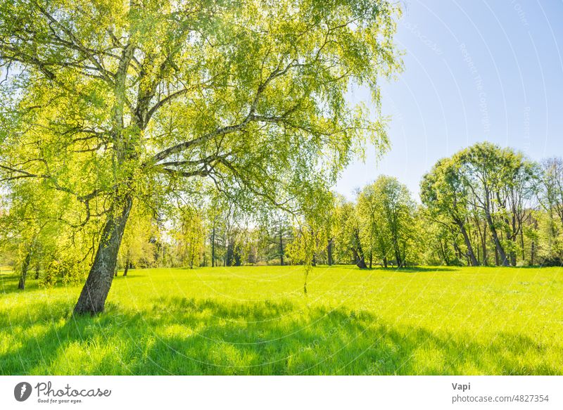 Green trees in park and blue sky grass green forest landscape nature spring field sun birch leaves garden day lawn green park panoramic panorama springtime