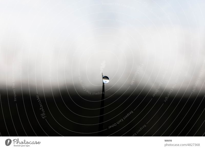 A meadow reflected in a drop of water at the tip of a blade of grass against the blurred silhouette of a meadow Background Drops H2O Liquid blurred background