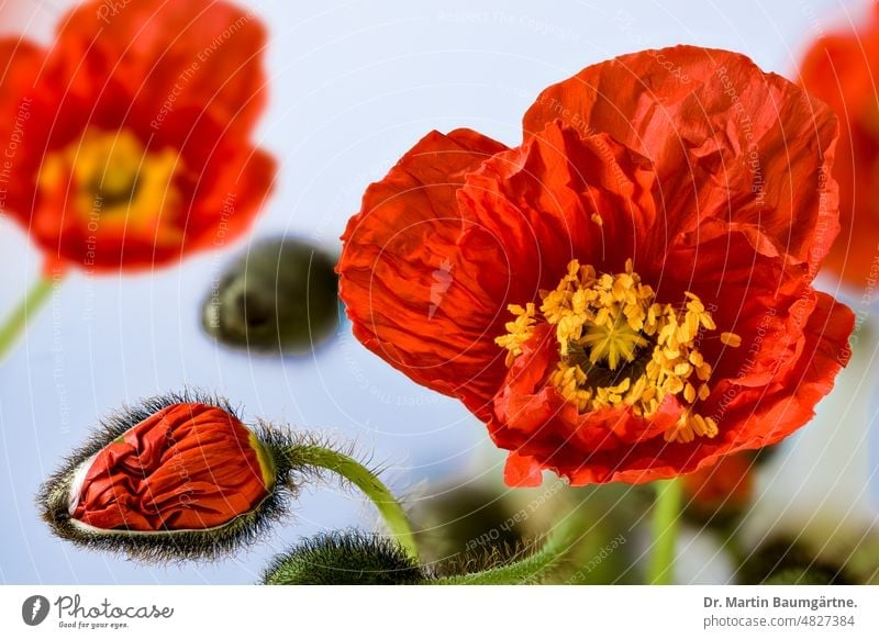 Papaver nudicaule, Iceland poppy, plant with buds and flowers papaver Poppy shrub short-lived Blossom blossoms orange-red subarctic Papaveraceae poppies variety