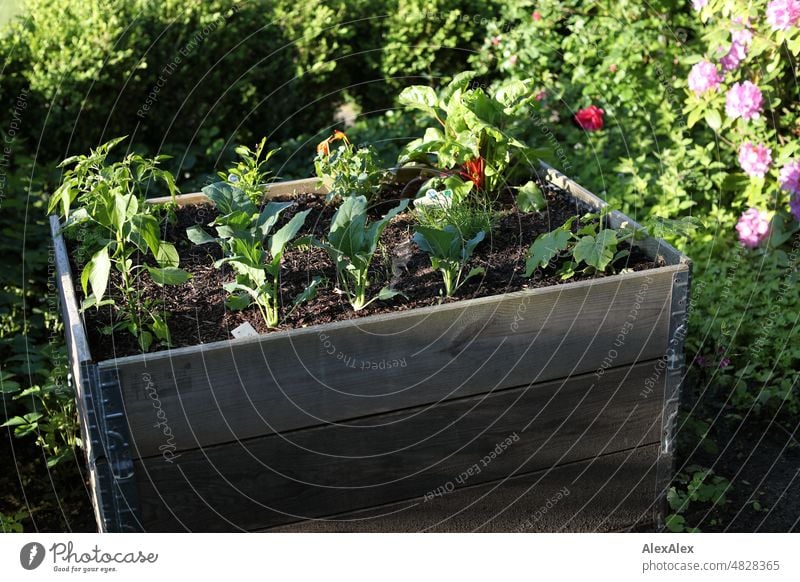 Young kohlrabi plants and chili in a raised bed made of wooden boards Plant herbs kitchen herbs Seed row Sowing Herbs and spices Green Fresh Nature Close-up