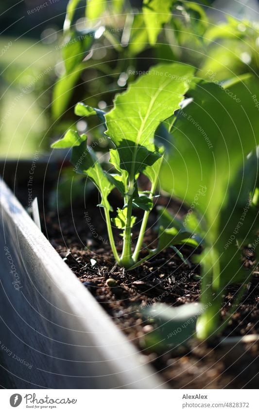 Young kohlrabi plants in a raised bed made of wooden boards Plant herbs kitchen herbs Seed row Sowing Herbs and spices Green Fresh Nature Close-up