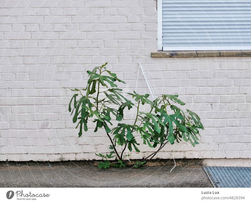 Don't run away: a green shrub grows out of a crack in front of the house, it has been tied up. Green Weed uncontrolled growth Wall (building) Brick Facade