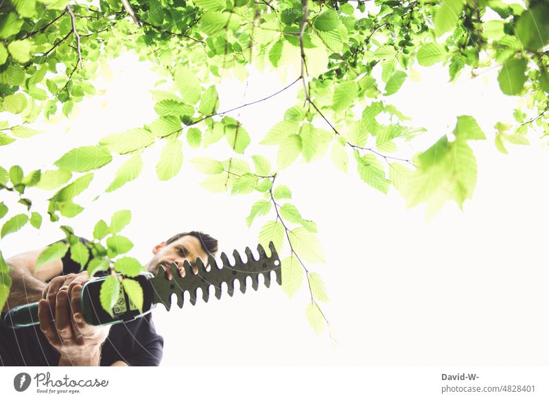 Trimming hedge - gardening Gardener Hedge shears Gardening Man cut plants Summer Nature care