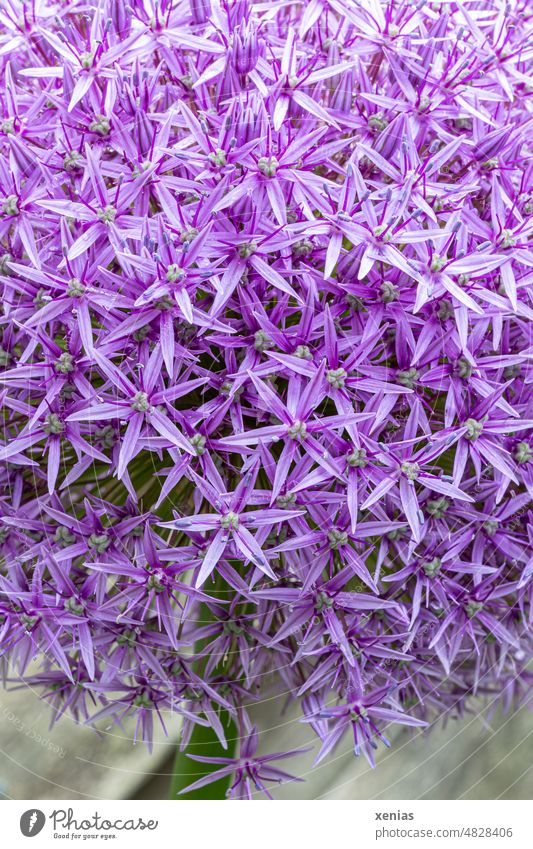 Filigree - Allium giganteum Flower Blossom blossoms allium Star leek Violet purple asterisk Plant Garden Spring Blossoming ornamental garlic pretty Close-up