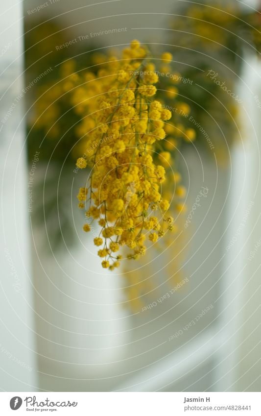 mimosa Mimosa branch Colour photo Nature Plant Deserted Blossom naturally Yellow Flower Shallow depth of field Blossoming Day white background