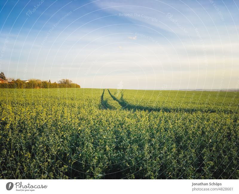 Field path to the horizon lane off Horizon Sky Blue sky Margin of a field off the beaten track field economy Green Landscape Nature Exterior shot Colour photo