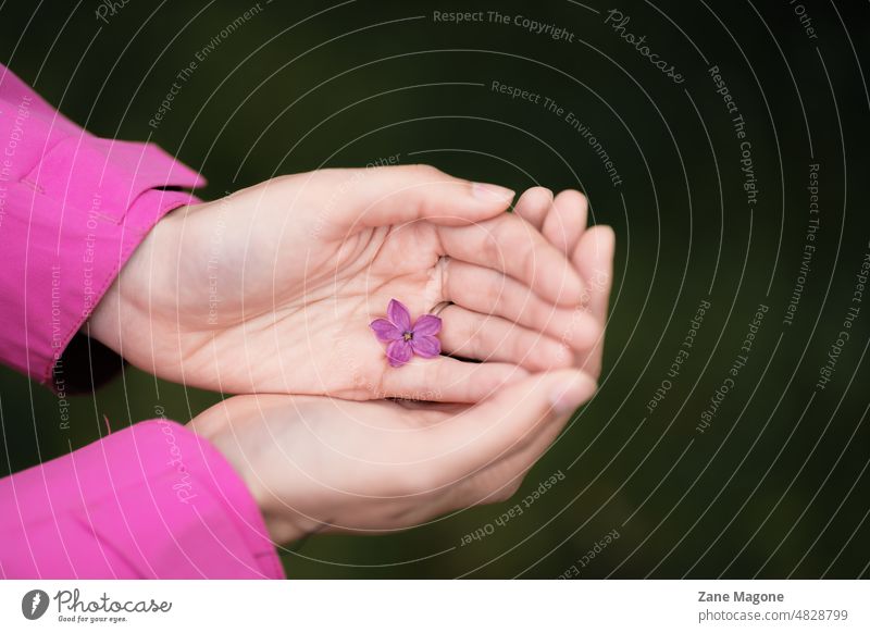 Lilac bloom with 5 petals in woman's hands lilac nature pink violet Blossoming Spring Nature Violet gentle earth Protection protect Good luck charm wish flower