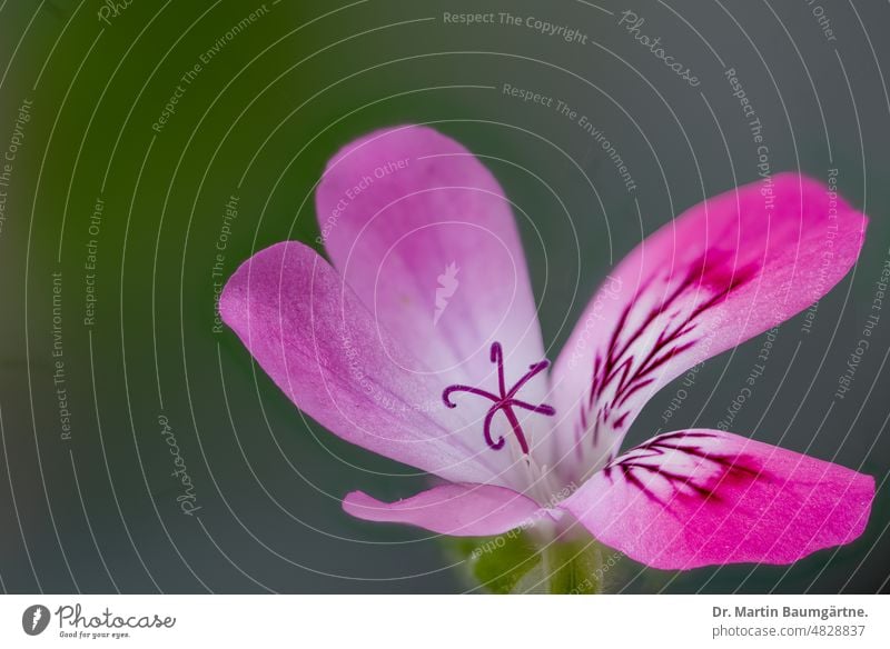 Single flower of Pelargonium crispum, a fynbos plant from the Western Cape Blossom Stamp Close-up from South Africa Magenta violet pink Geraniaceae