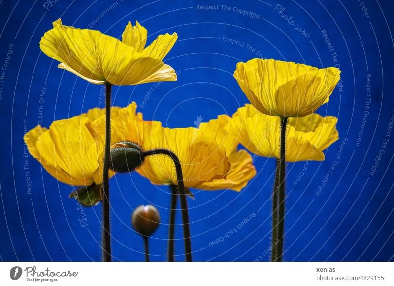 Yellow flowers Iceland poppy in front of bright blue blossoms Blue Row Stalk Flower stalk 5 Blossoming Spring Studio shot Neutral background Delicate Plant