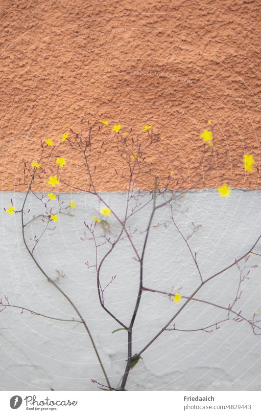 Small yellow flowers on a gray rust colored house wall blossoms Yellow Wild plant roughcast russet Plant Summer Colour photo naturally Close-up Flower