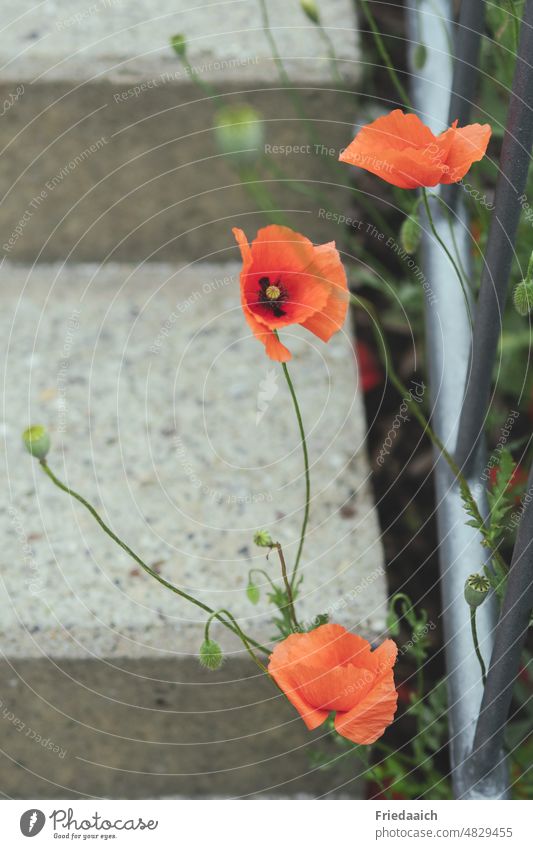 Poppies on a stone staircase with metal railing poppies Red red poppy Close-up Flower Summer Poppy blossom Corn poppy Plant Blossom Exterior shot Colour photo