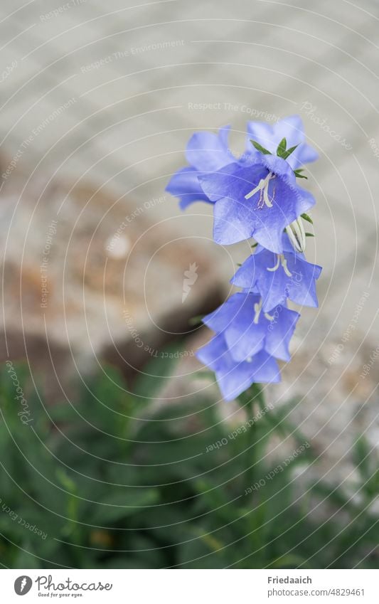 Blue bell flower on the roadside with blurred stones in background Bluebell Flower Blossom Plant Nature Summer Close-up Shallow depth of field Blossoming