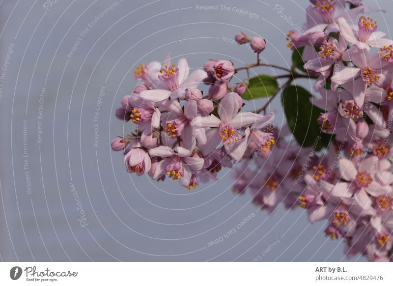 flowering twig Blossom blossoms Twig Pink pink flower branch