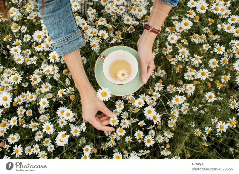 Two hands holding mint tea cup with gold rim and chamomile tea in a field of chamomile flowers Chamomile Tea Tea cup Flower meadow camomile tea Camomile blossom