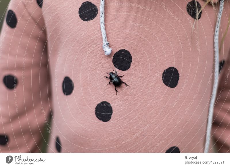 Dots and beetles Beetle Forest dot pattern Pink wood beetle black spots Child Nature Close-up Insect Colour photo Sweater pink black background Good luck charm
