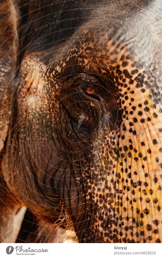 The eye of the elephant Elephant Memory Animal face Elephant eye Elephant skin Colour photo Animal portrait Close-up Eyes Brown eyes