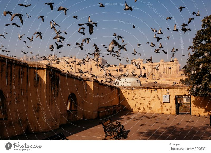Flight of pigeons in front of a palace in the distance pigeon flight Pigeon Blue sky Shadow play Palace India Sunlight Wanderlust Far-off places Deserted