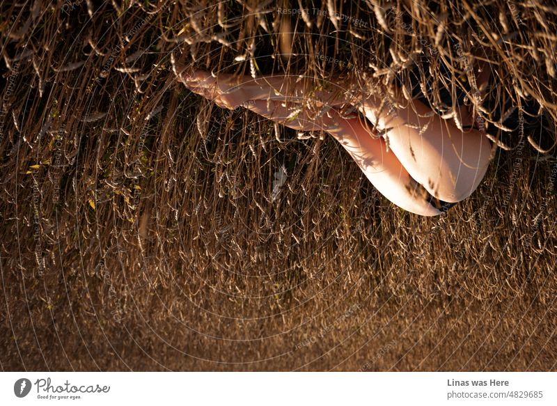 A warm image of a sunny summer evening. It’s turned upside down though obviously, it’s golden crop fields and a sexy lingerie model. It’s impossible to hide those pretty legs even in wild nature.