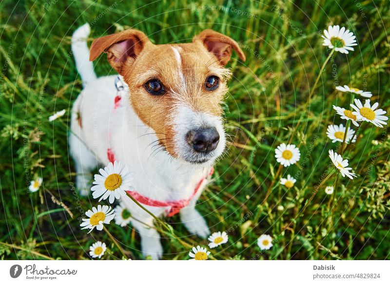 Cute dog portrait on summer meadow with green grass pet spring flower garden happy field adorable lawn cute good landscape nature outdoor puppy animal