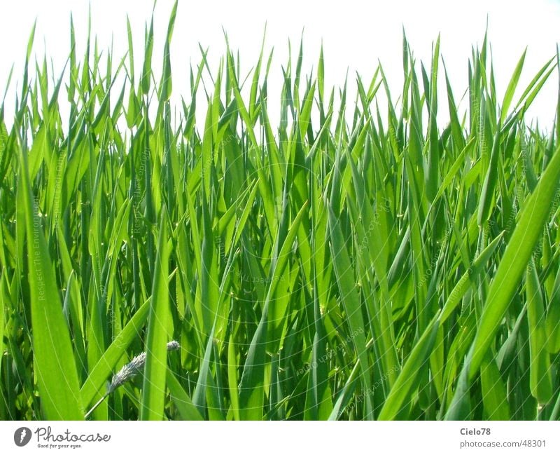 weed Field Green Common Reed Leaf Stalk grass Nature Lawn