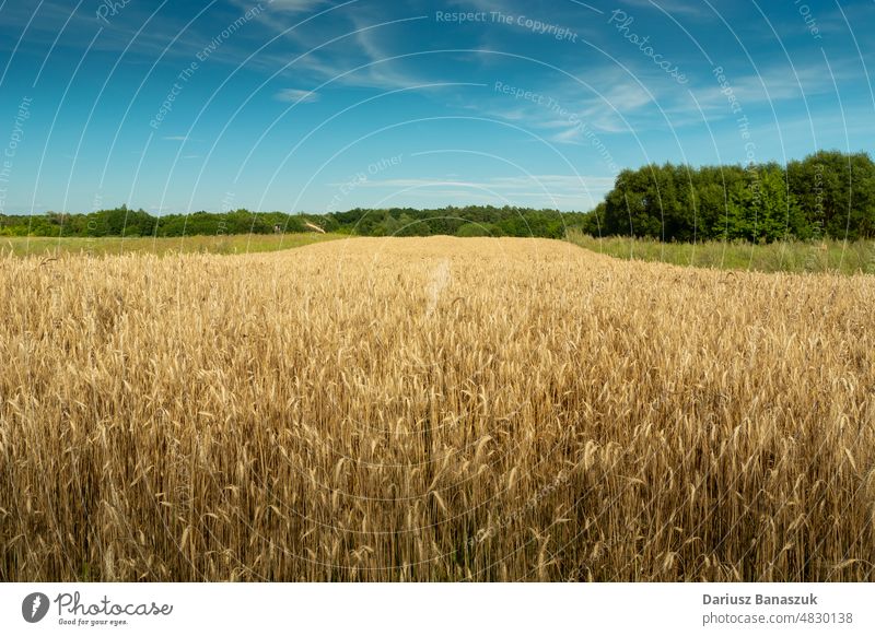 Field of triticale, green forest and blue sky field yellow rural wheat grain cereal agriculture nature landscape summer background plant farm gold crop