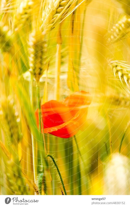 Spot of color|close up of poppy blossom in cornfield Poppy blossom solitary Cornfield Grain Grain field Close-up Summer sunny Field Nature Plant Exterior shot
