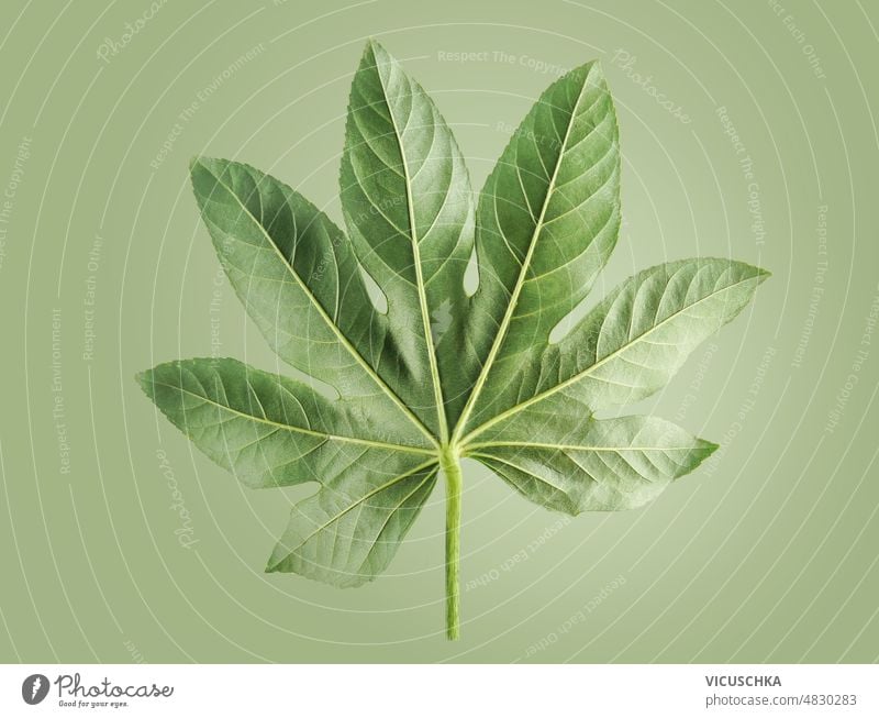 Natural background with leaf at green backdrop. Close up object natural close up plant part details front view branch foliage botanical botany flora nature