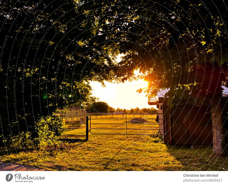 Quiet evening atmosphere in the countryside in the sunny backlight evening light Sunlight Meadow trees Vista Back-light Fences paddock golden light Gate Nature
