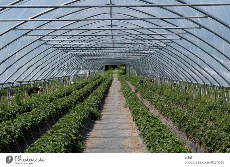 Planting tunnel / greenhouse / strawberry harvesting Greenhouse plant tunnel Strawberry Harvest Food Agriculture pick oneself Seasonal farm worker Spring Summer