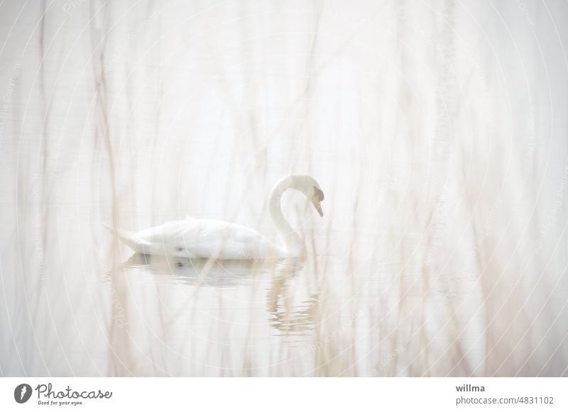 Swan Lake. Solo. Act Two Mute swan White pastel Bright Delicate reed afloat Pond Wild animal daintily