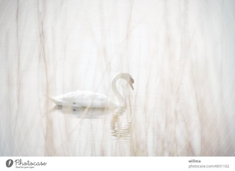 Swan Lake. Solo. Second act. | UT Springland Air Mute swan White pastel Bright Delicate reed afloat Pond Wild animal daintily