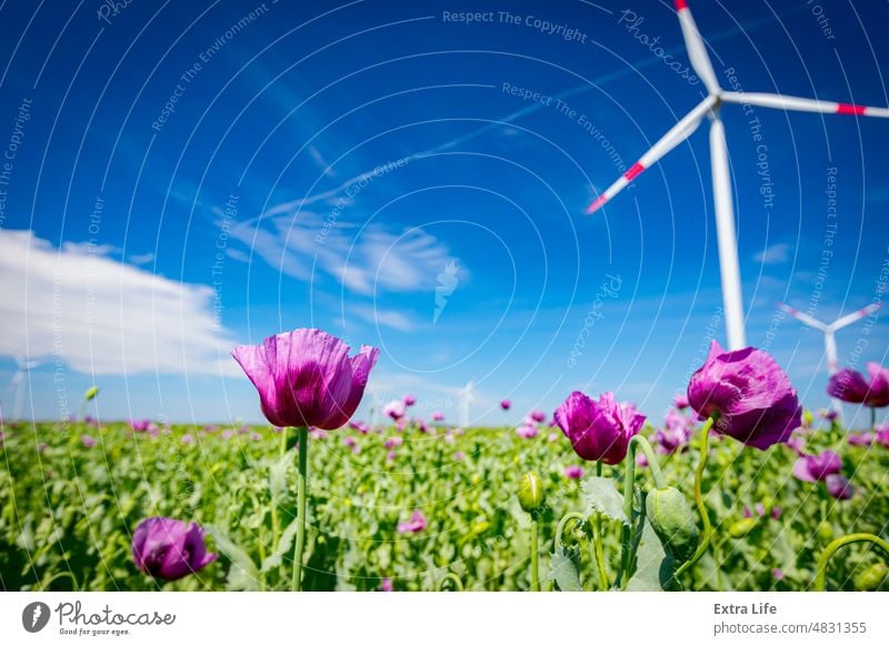 View on young green poppy heads and flowers, windmill, wind generator, turbine in background Agriculture Alternative Bloom Blooming Blossom Capsule Carpel