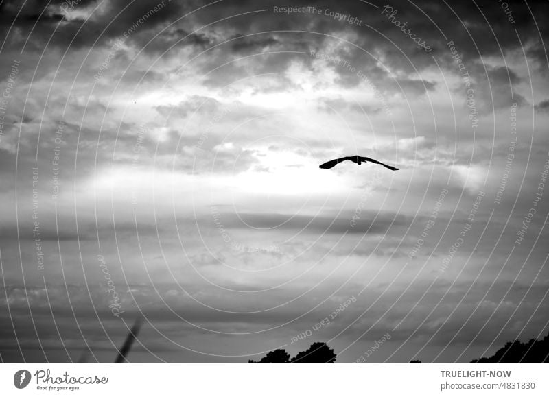 Flight home - a heron on the way to its night quarters while twilight gradually sets in under cloudy skies Heron home flight evening mood Sky Clouds black-white