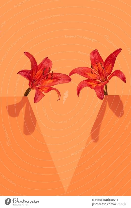 Lily flowers on an orange background. Abstract concept wallpaper summer composition minimal pattern Collage Contemporary Rectangle aesthetic art bloom blossom