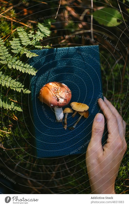 Anonymous person near fly agaric growing in forest on book amanita muscaria notebook mushroom hand journal study poison fungus autumn woods season fall nature
