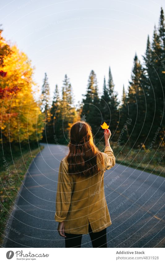 Anonymous lady showing autumn leaf on road during trip at sunset woman tourist maple travel nature explore forest alone female young long hair brown hair style