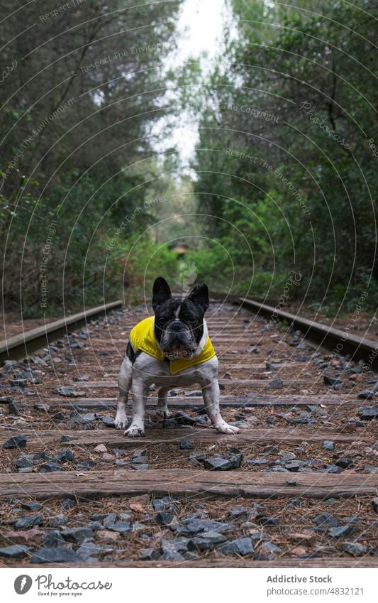 Funny French bulldog on old rails french bulldog forest railroad travel cute coat pet countryside canine animal domestic purebred adorable mammal pedigree