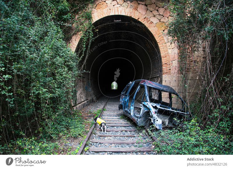 Dog sniffing rails near broken car dog smell countryside tunnel railway abandoned search explore travel trip old pet vehicle animal damage desolate weathered