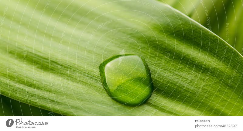 waterdrop on a leaf Leaf leaf surface botany green background nature ecology plant photosynthesis summer structure texture environment branch water drop dew